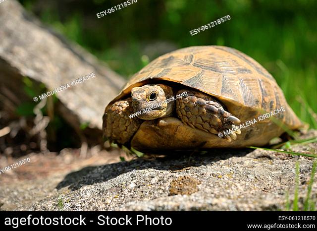 Portrait Of Wild Greek Turtoise in Macin Mountains, Romania