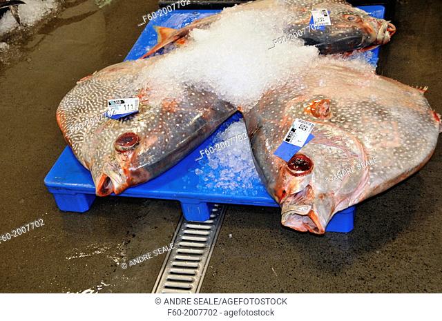 Dead moonfish, sunfish or opah, Lampris regius, wait on ice for auction at the Honolulu fish market, Oahu, Hawaii, USA