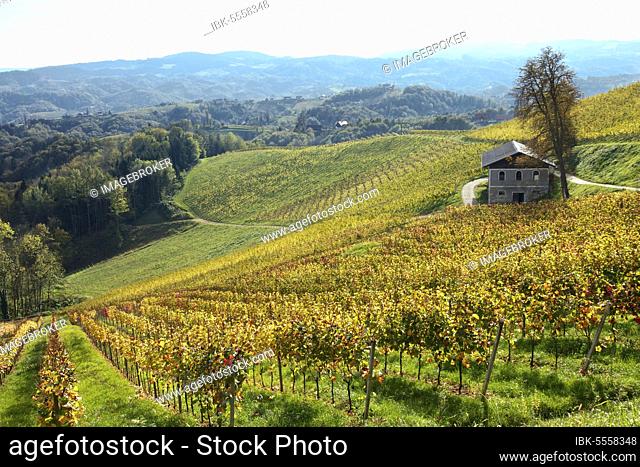 Vineyard with country house, vines, South Styrian Wine Route, Styria, Austria, Europe