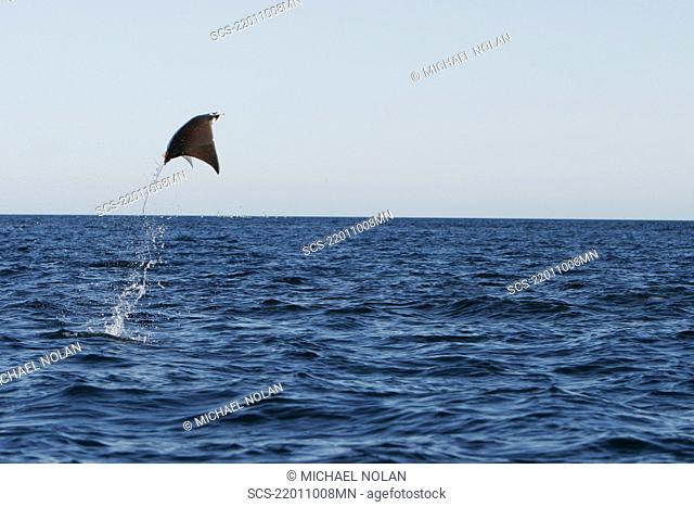Adult Spinetail Mobula Mobula japanica leaping out of the water in the upper Gulf of California Sea of Cortez, Mexico Note the long whip-like tail longer than...