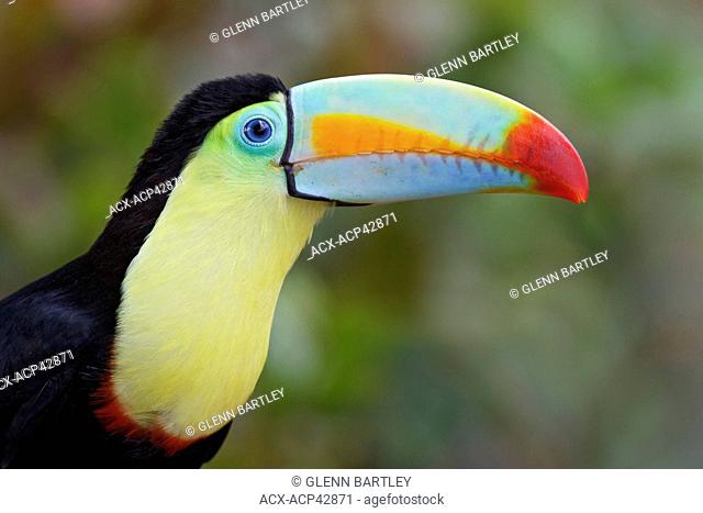 Keel-billed Toucan Ramphastos sulfuratus perched on a branch in Costa Rica
