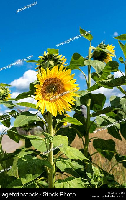 Estonia, Saaremaa, Sunflower
