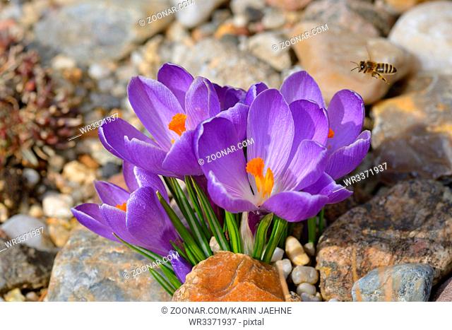 Violet crocus with a bee in a garden. Krokus mit Biene