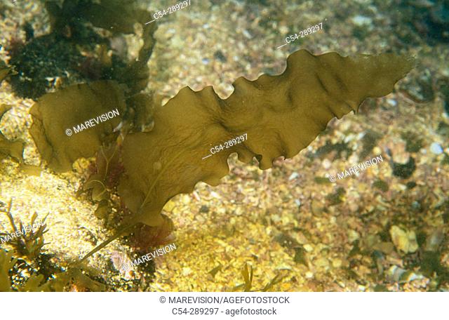 Kelp (Laminaria saccharina)