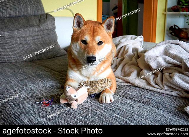 pretty sesame shiba inu is lying on the couch with a toy