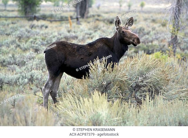 Cow moose adult standing alert near Gros Ventre, Jackson, Wyoming, North America. (Alces alces). Shiras sub species