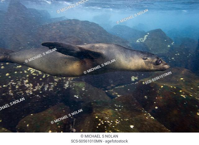Galapagos sea lion Zalophus wollebaeki underwater in the Galapagos Island Group, Ecuador Pacific Ocean
