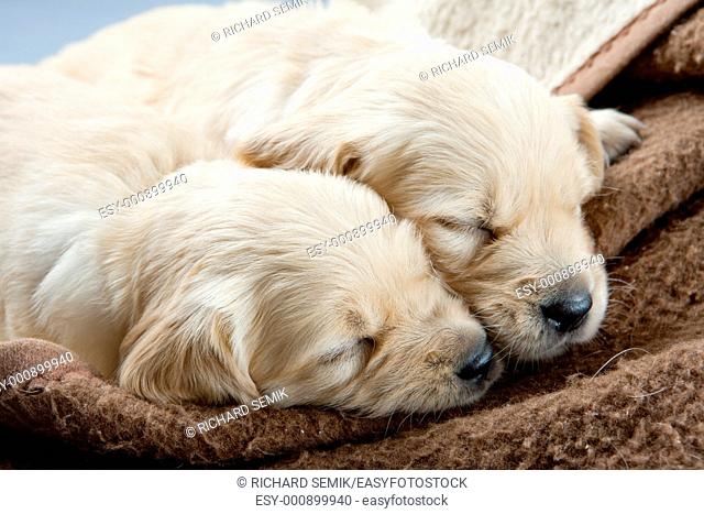 sleeping puppies of golden retriever