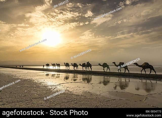 Camels loaded with rock salt plates walk through a salt lake, salt desert, Danakil depression, Ethiopia, Africa