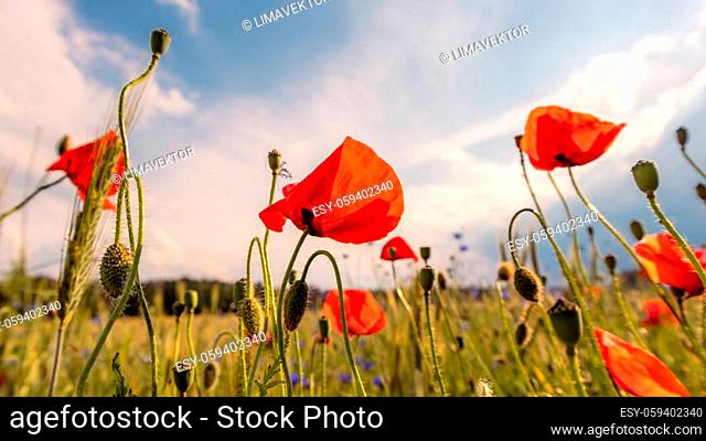 Poppies in front of a grain field in beautiful sunshine, Germany