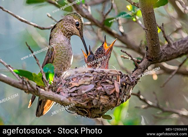 Anna' Hummingbird nest (Calypte anna)--female feeding young chicks. Arizona. February-March