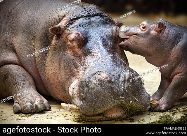 Hippo mother with baby