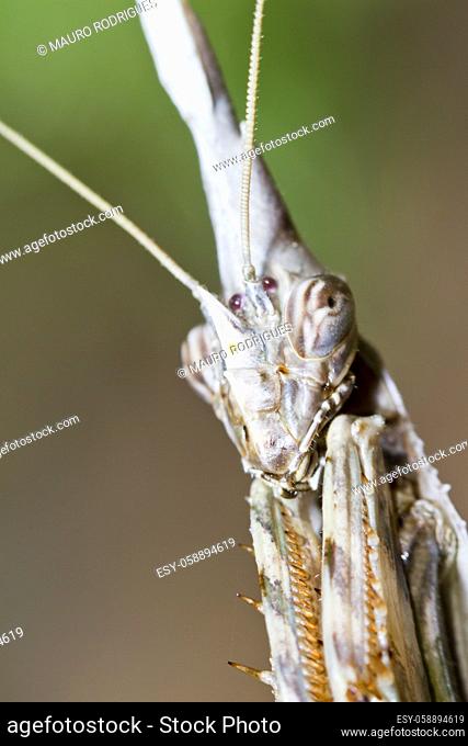 Close view of the weird Empusa pennata insect