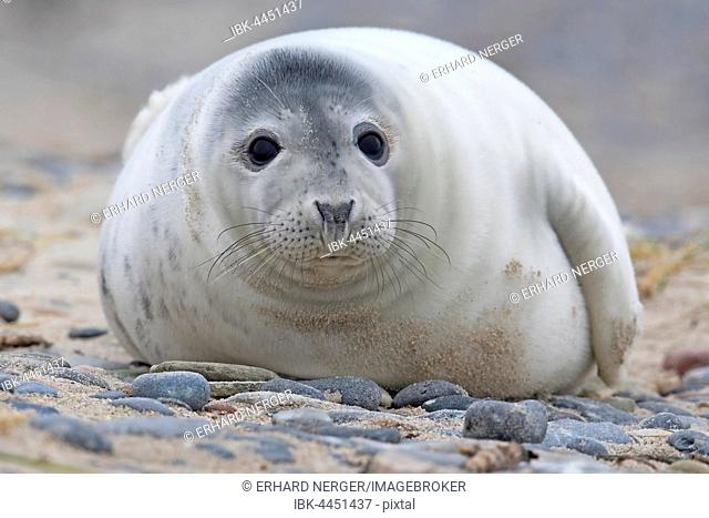 Grey seal (Halichoerus grypus), pup, Heligoland, Schleswig-Holstein, Germany