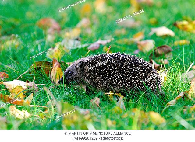Hedgehog (Erinaceus europaeus) walking in colorful autumn leaves, Brandenburg, Germany | usage worldwide. - /Brandenburg/Germany
