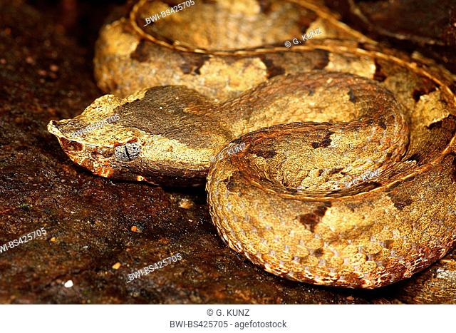 horned hognose pit viper, rainforest hognose viper (Porthidium nasutum, Bothrops nasutus), rolled-up on the ground, Costa Rica