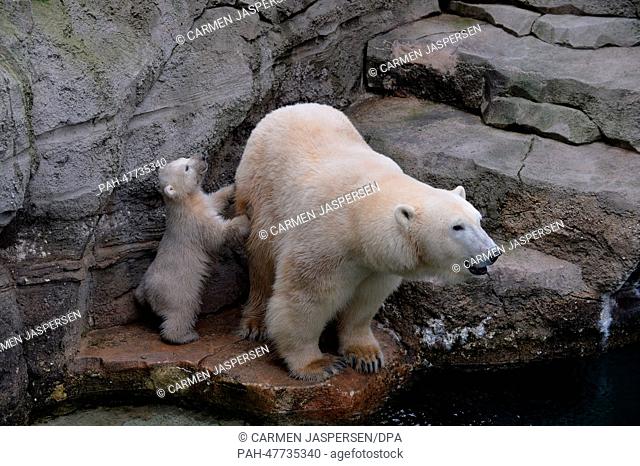 Polar bear cub Lale and its mother Valeska in their outdoor enclosure at Zoo am Meer in Bremerhaven, Germany, 08 April 2014
