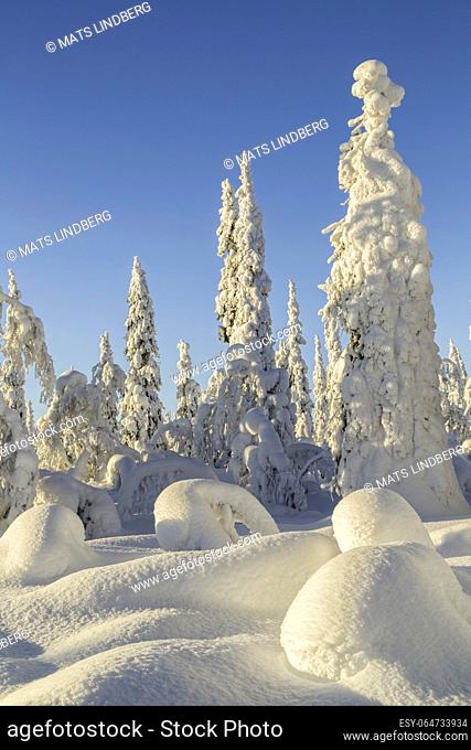 Winter landscape with clear blue sky with snowy trees and warm light, Gällivare county, Swedish Lapland, Sweden