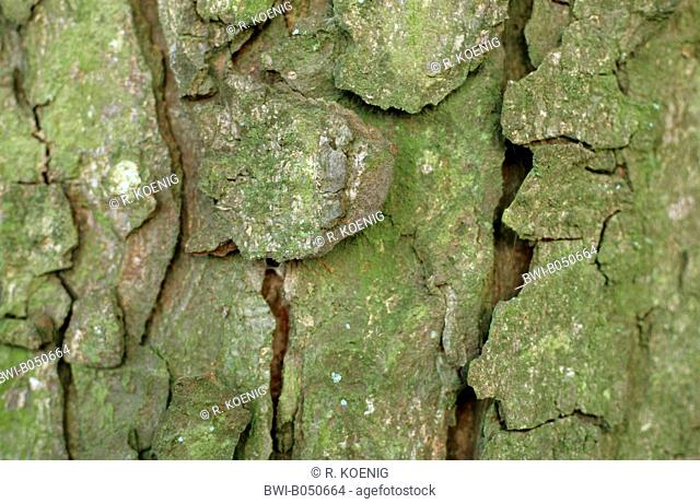 common horse chestnut (Aesculus hippocastanum), bark
