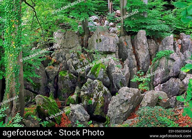 An impressing view on the Sea of rocks, beeches between the large rocks in the Felsenmeer in Hemer. The rocks consist of reef limestone from the middlescent...