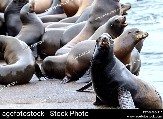 A sea lion on the side of a dock stares at the camera in Astoria, Oregon