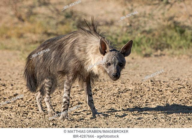 Brown hyena (Hyaena brunnea), Kgalagadi Transfrontier Park, Northern Cape, South Africa