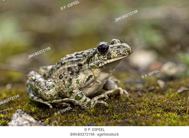 Green toad, Variegated toad (Bufo viridis), sitting on moss, France
