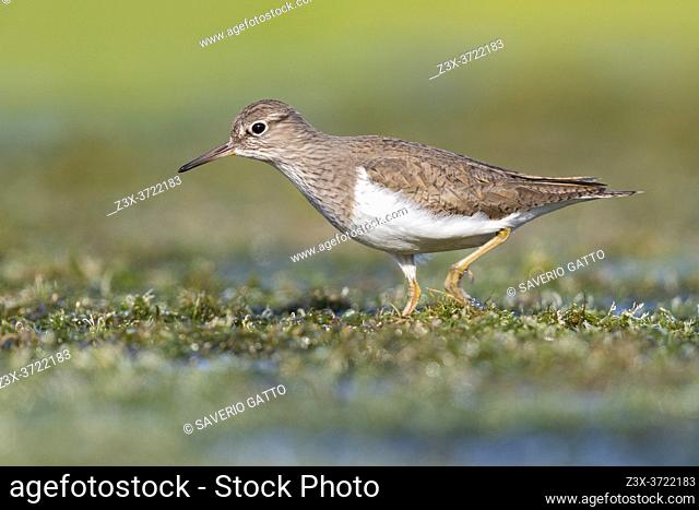 Temminck's Stint (Calidris temminckii), side view of an adult walking in a marsh, Campania, Italy