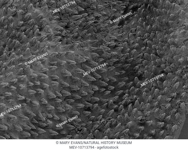 Scanning Electron Microscope image of mako shark skin