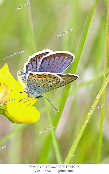 Male Reverdin's Blue, Plebeius argyrognomon on bird's foot trefoil Underwings markings and the fine dopwny hairs of wings and body clearly visible  From back...