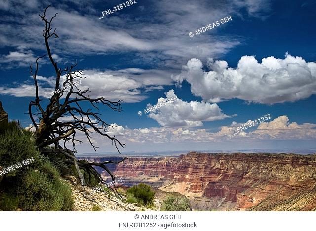 Bare tree at the South Rim of the Grand Canyon, Arizona, USA, aerial view