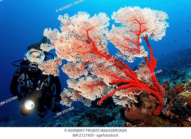 Scuba diver with torch looking at a Melithea Gorgonian Coral (Melithea sp.) at coral reef, Great Barrier Reef, UNESCO World Heritage Site, Cairns, Queensland