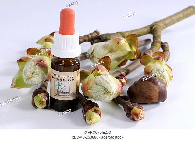 Bottle with Bach Flower Stock Remedy  'Horse Chestnut' Aesculus hippocastanum
