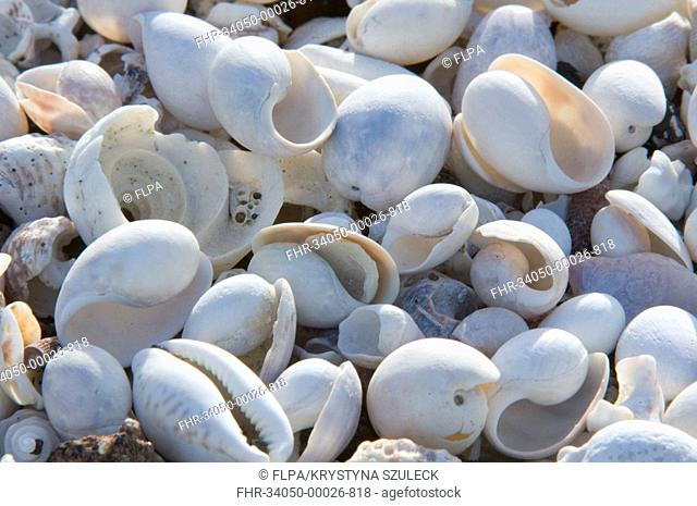 Empty shells on beach, numerous different species, Punta Tortuga Negra, Isabela Island, Galapagos