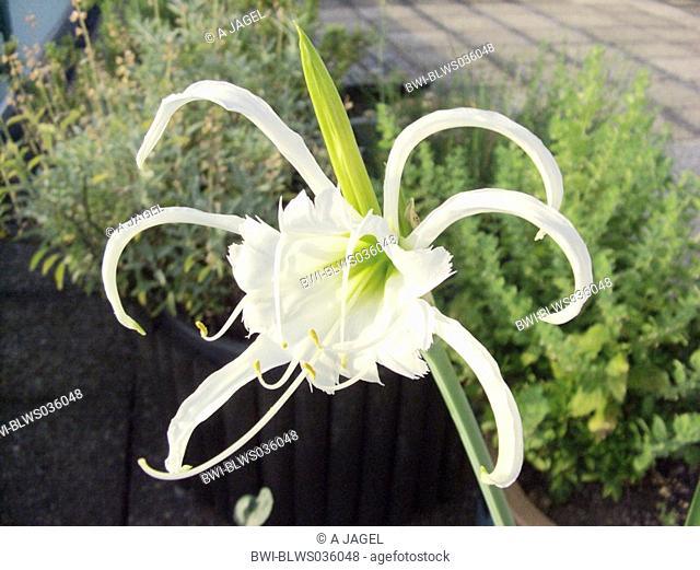 Peruvian Daffodill, Spider Lily Hymenocallis festalis, Hymenocallis x festalis, Ismene festalis, Ismene x festalis, flower