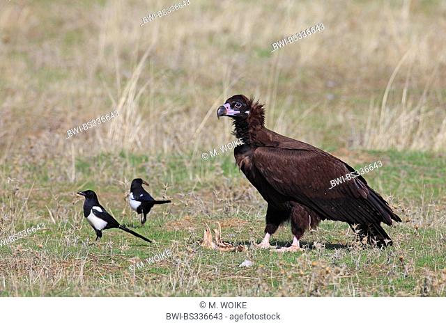cinereous vulture (Aegypius monachus), standing on a meadow together with two magpies, Spain, Extremadura