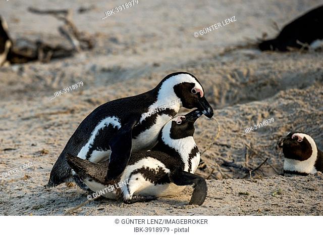 African Penguins (Spheniscus demersus), copulating, Boulders Beach, Simon's Town, Western Cape, South Africa