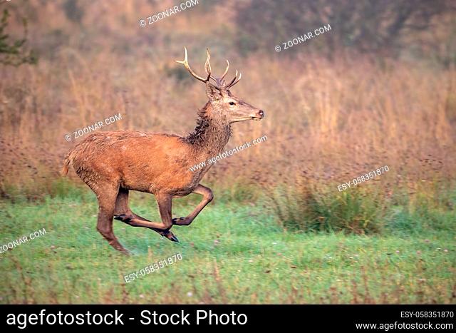 Red deer, cervus elaphus, stag sprinting along a meadow in autumn with blurred background. Wild animal running in nature