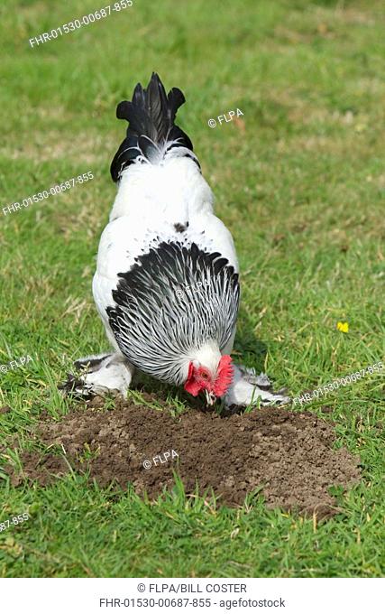 Domestic Chicken, Light Sussex, freerange cockerel, foraging on molehill, Essex, England, august