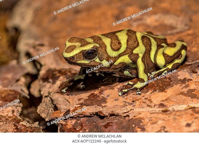 Dendrobates auratus 'reticulated' Tobago - captive bred