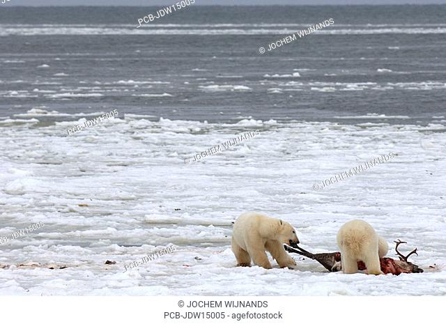 Manitoba, Hudson bay, unique photos of male polar bear feeding on a caribou carcass