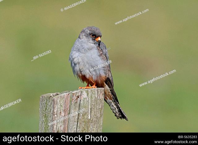 Red-footed Falcon (Falco vespertinus) immature male, first summer plumage, vagrant perched on post, Staffordshire, England, United Kingdom, Europe