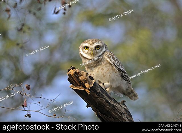 Spotted Owlet Athene brama in Ranthambore tiger reserve, India