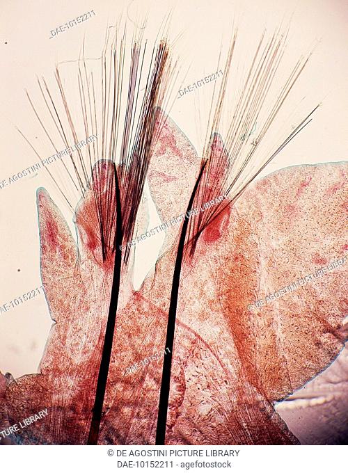 Microphotograph of Parapodia (fleshy appendages) of a Nereis, Polychaeta