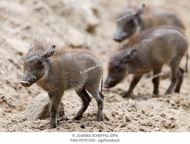 Three warthog piglets are pictured in the zoo in Berlin, Germany, 24 May 2013. Four warthog piglets were born 22 April 2013 by mother Kigala