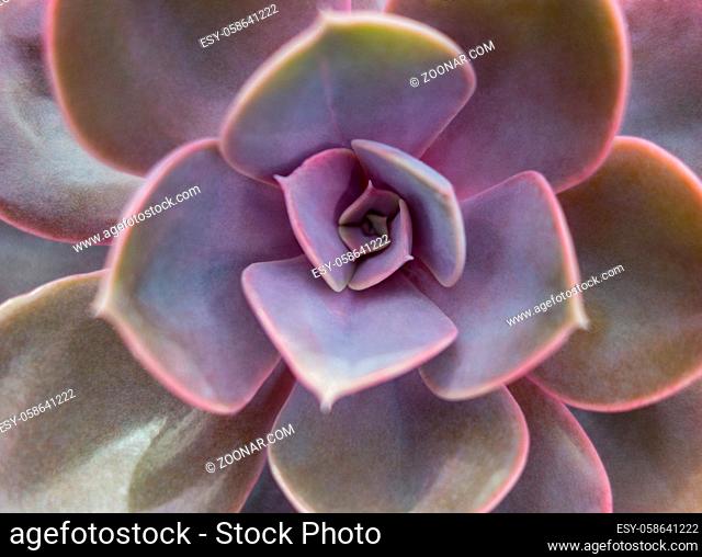 full frame closeup shot of a Echeveria plant seen from above
