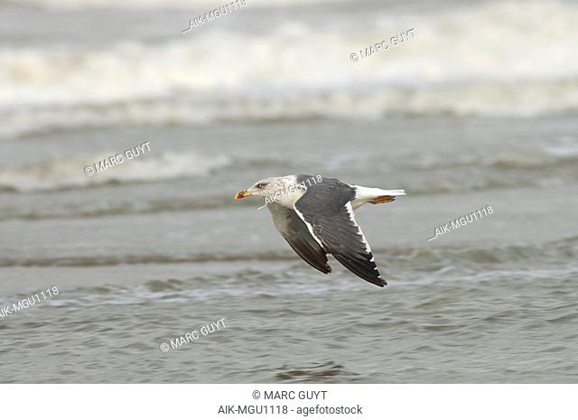 Second-summer moulting into third-winter Lesser Black-backed Gull (Larus fuscus) flying over the surf of the north sea off Katwijk in the Netherlands