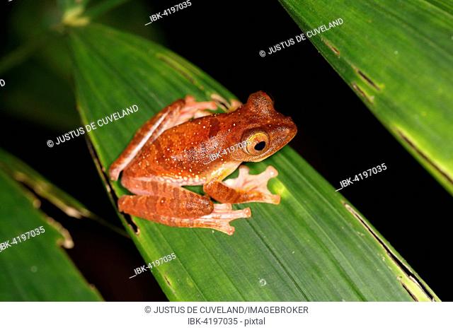 Harlequin tree frog (Rhacophorus pardalis) at night, Kubah National Park, Sarawak, Borneo, Malaysia