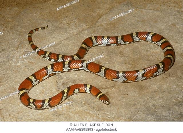 Red Milk Snake (Lampropeltis triangulum syspila), IC