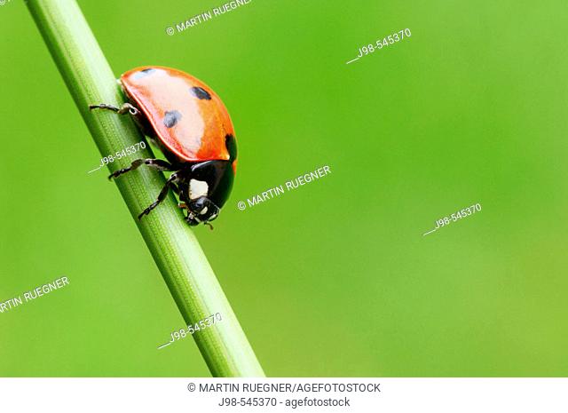 Seven-spot Ladybird (Coccinella septempunctata). Bavaria, Germany, Europe